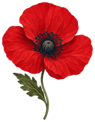 A red Flanders poppy